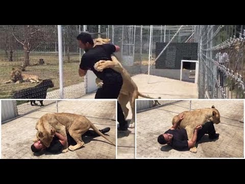 Incredible Moment A Massive Lioness Floors A Man Who Raised Her as A Cub with Giant Hug