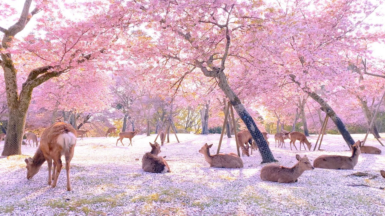 【奈良公園の鹿と桜】Deer and cherry blossoms in Nara Park