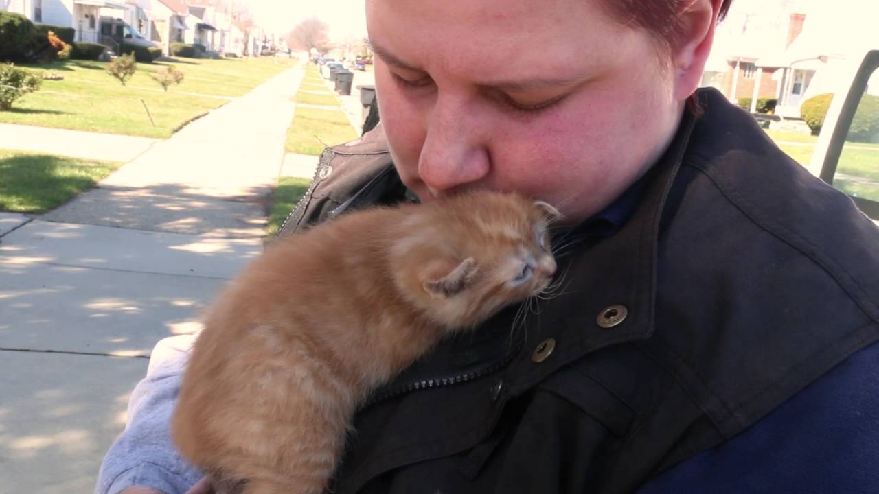 Cats Rescued After Being Thrown Out of a Vehicle