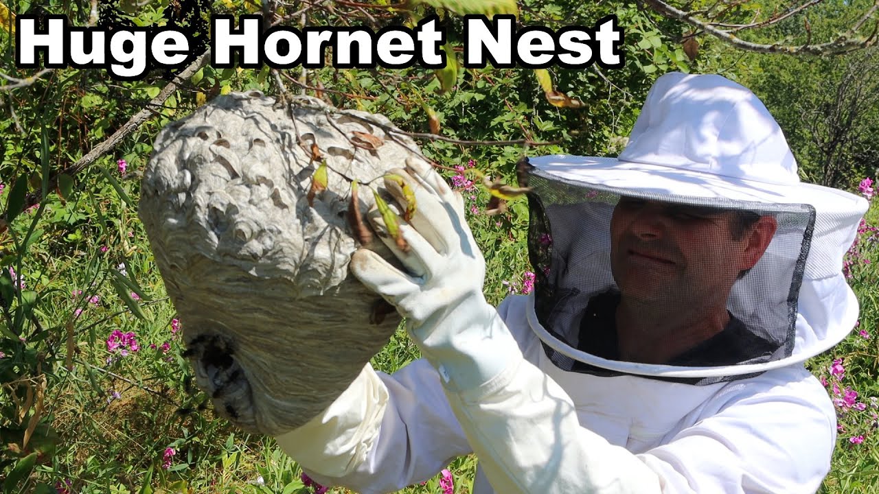 Why You Should Never Approach A Hornet Nest - What