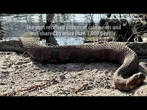 ‘What a beast!’ Huge snake found by hiker near South Carolina creek – WSOC TV