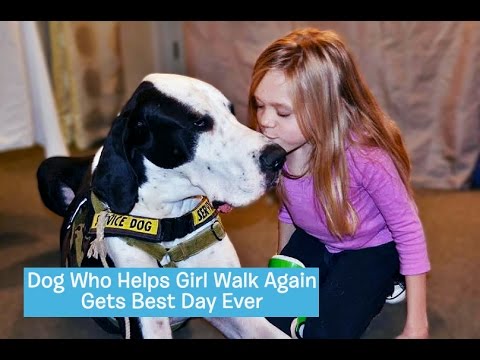 George the Great Dane Service Dog | DOG