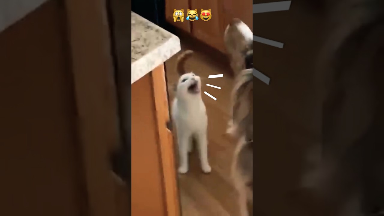 Cat 🐈 is yelling 🙀loud for food 😹🥰#shorts #cat