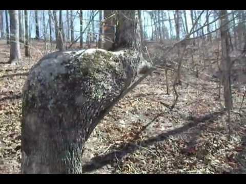 Indian Trail Tree - Along the Chattahoochee River