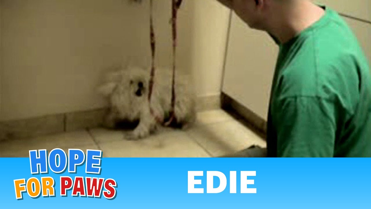 Edie - rescued an hour before euthanasia - Please share her story on Facebook/Twitter/Blog/MySpace.