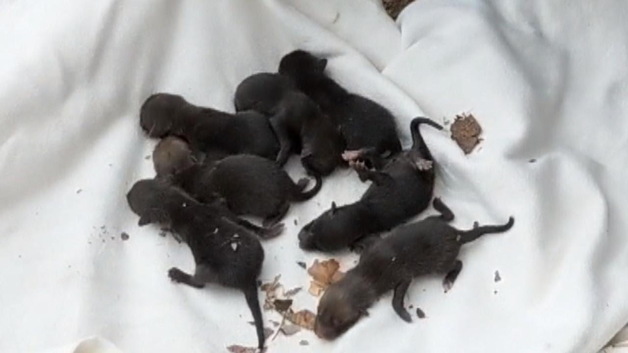 Puppies Rescued From Storm Drain Aren