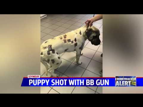 Woman’s English mastiff puppy shot dozens of times with BBs and pellets