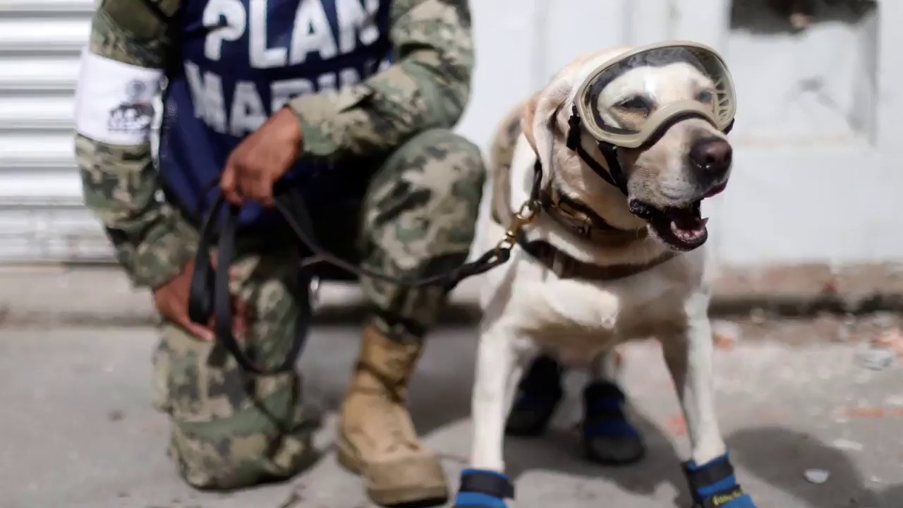 Heroic dogs are saving lives after the Mexico earthquake