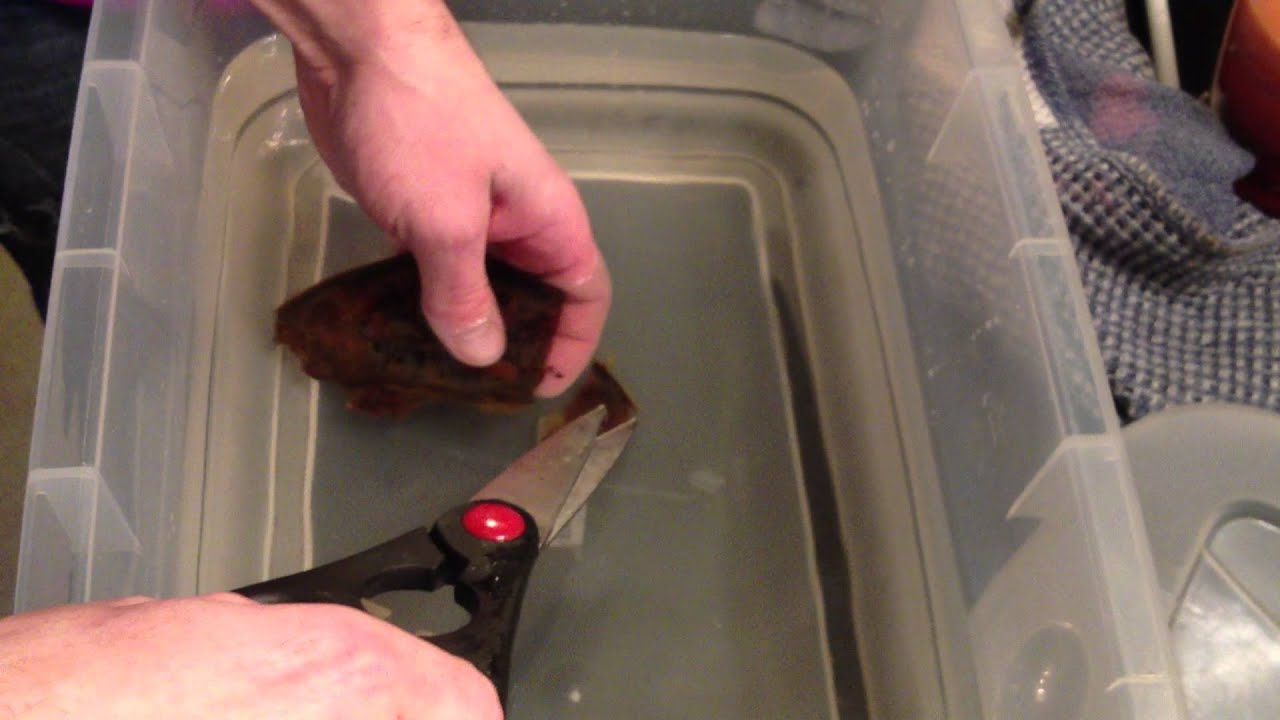 Bamboo Shark Hatch, Cut From Egg