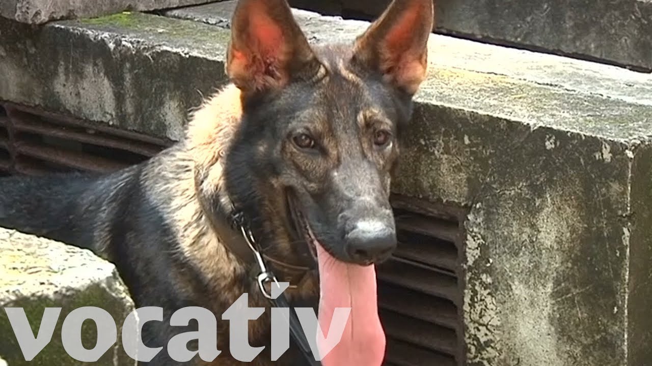 These Very Good Dogs Are Training For The Next Major Earthquake