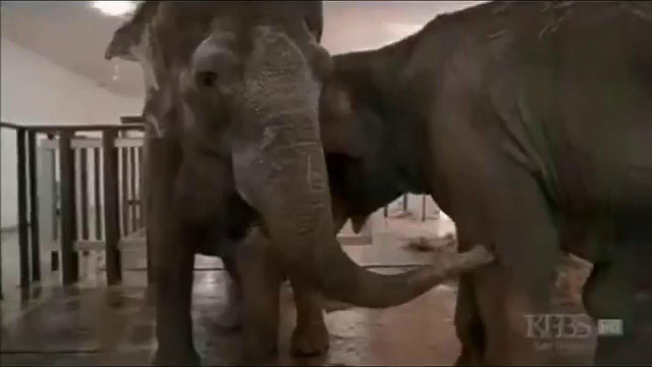 Shirley and Jenny Two Elephants Reunited After More Than 20 Years