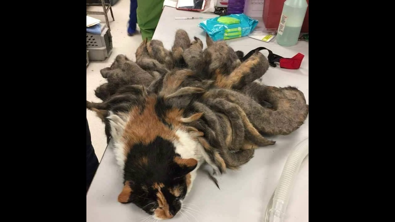 Calico arrives at shelter with severe case of matted fur