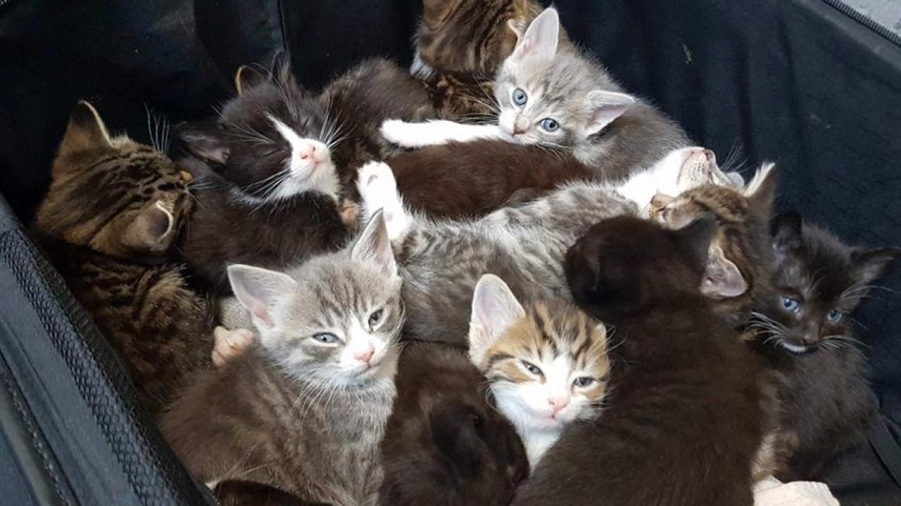 15 Kittens Survive After Being Abandoned Inside Suitcase On Street