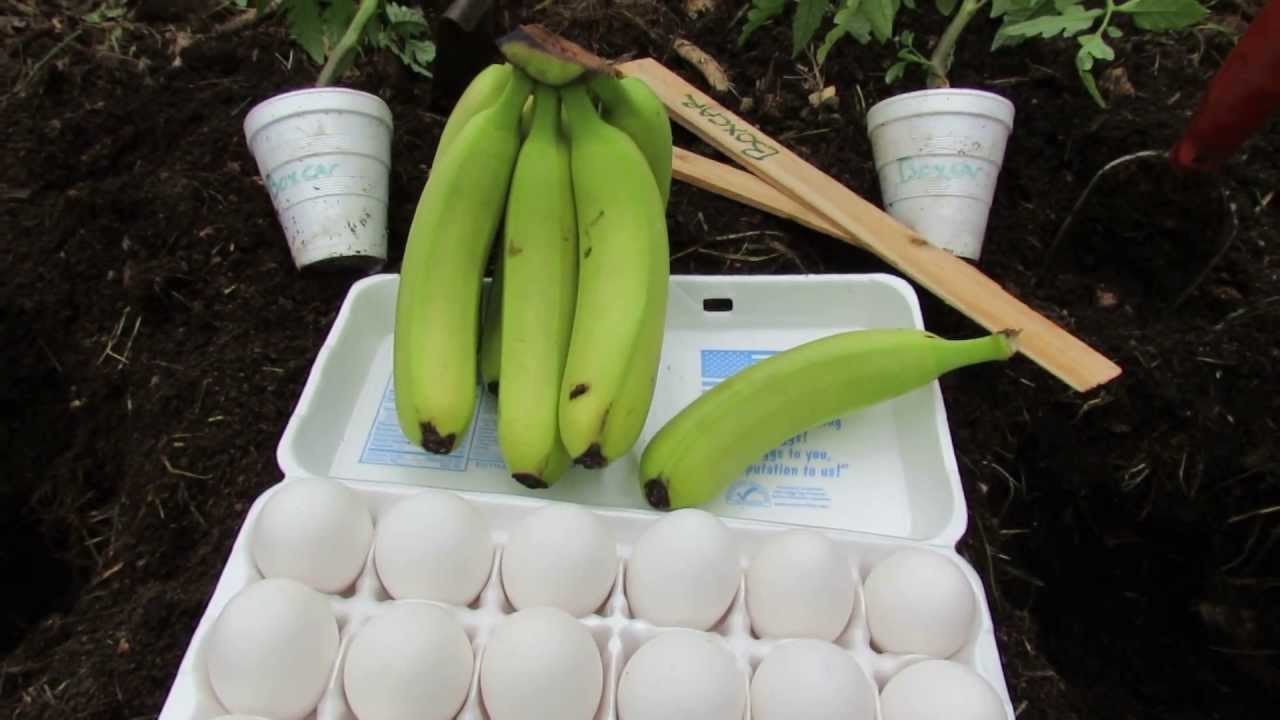 (Pilot) Using a Whole Egg and Banana to Fertilize a Tomato: Check the Linked Playlist 4 the Outcome