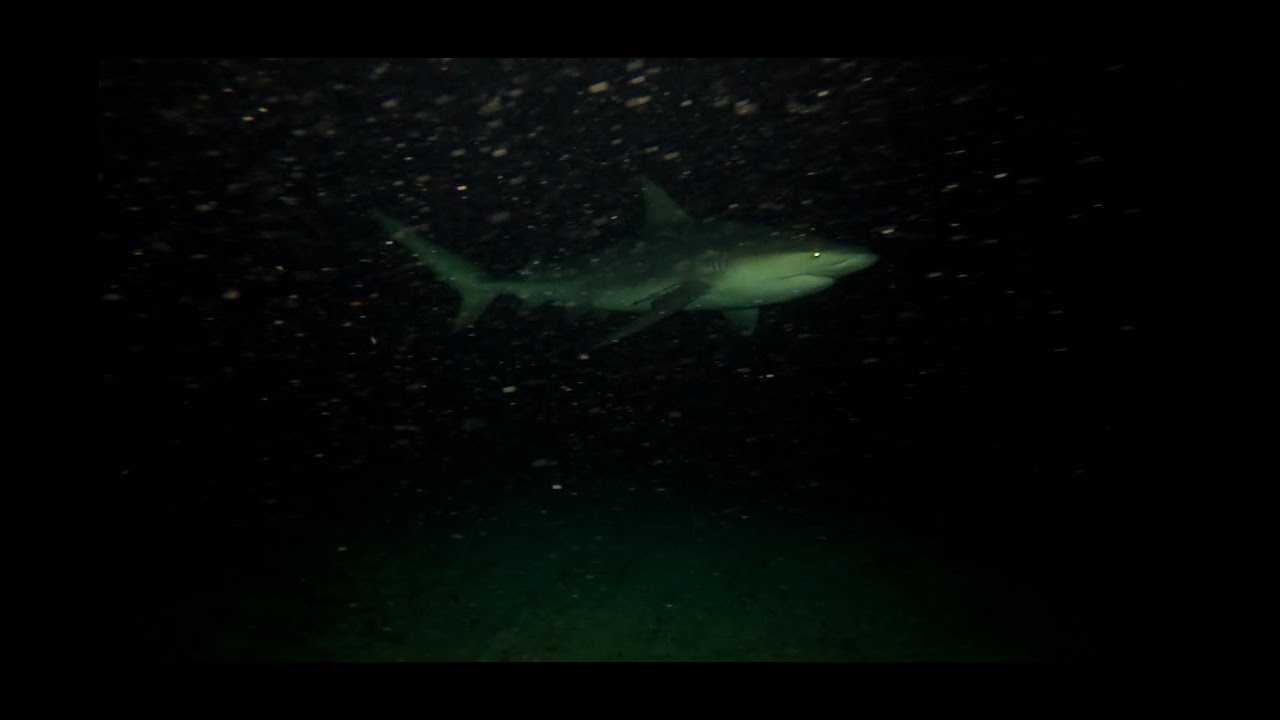 dropping a gopro under a cruise ship