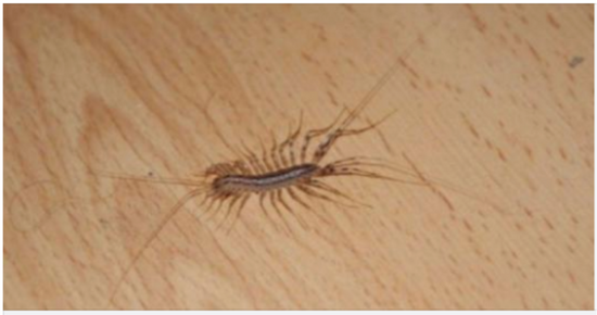 Reasons Not To Kill A House Centipede If You Find One Inside Your House