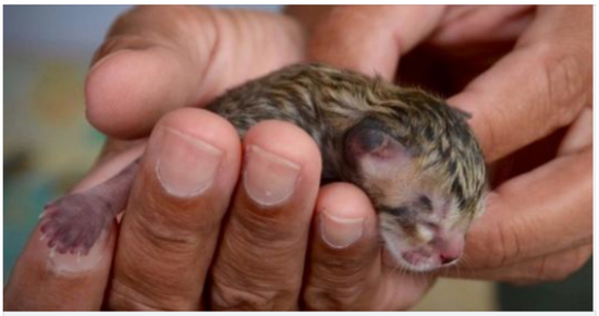 A man was walking home from work when he noticed a little animal on the sidewalk!