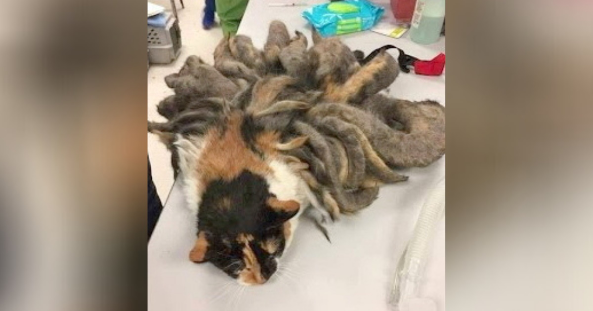 Animal found by police has worst case of…