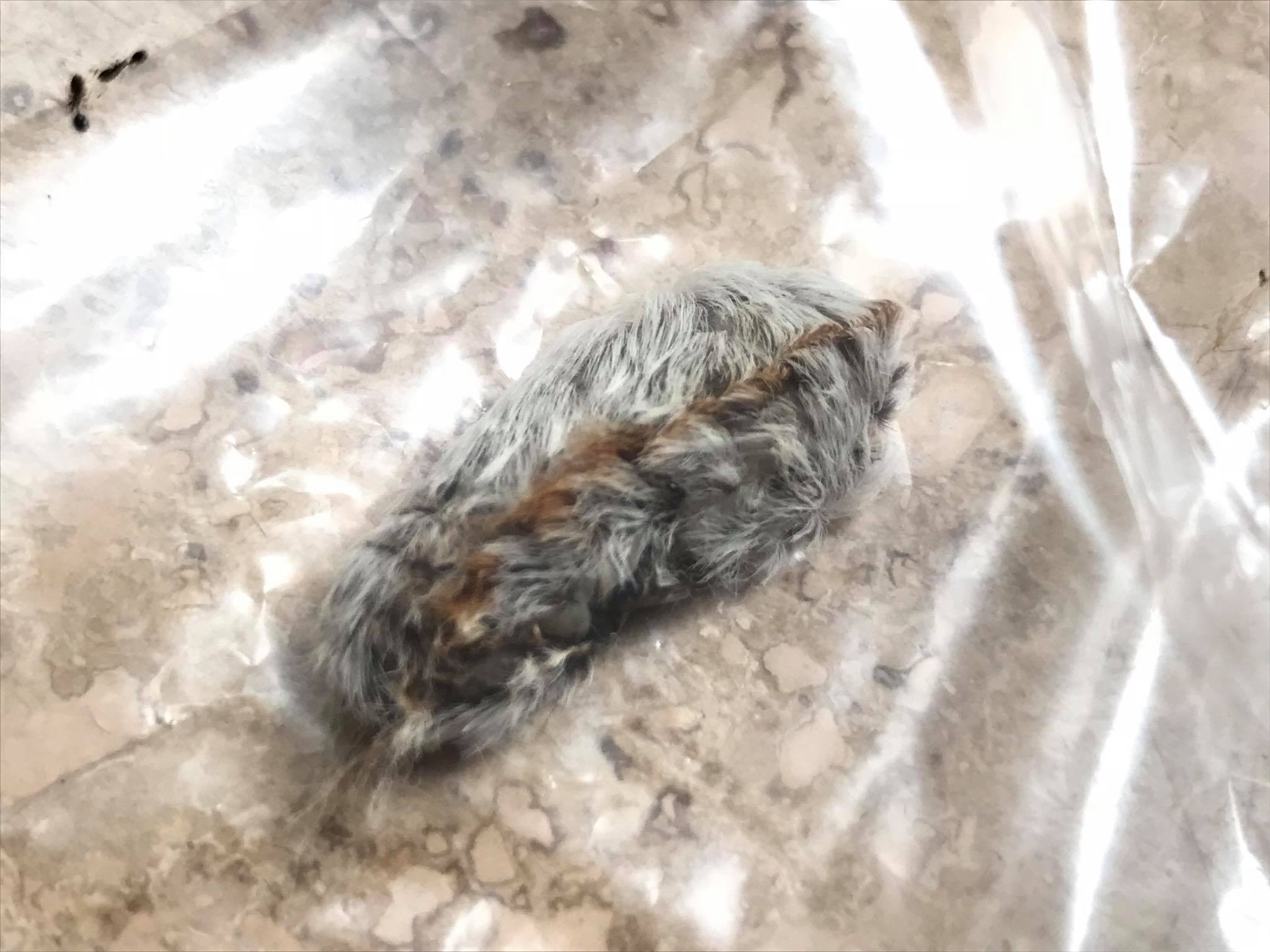 When sitting on a bench, they noticed a strange little creature completely covered in fur
