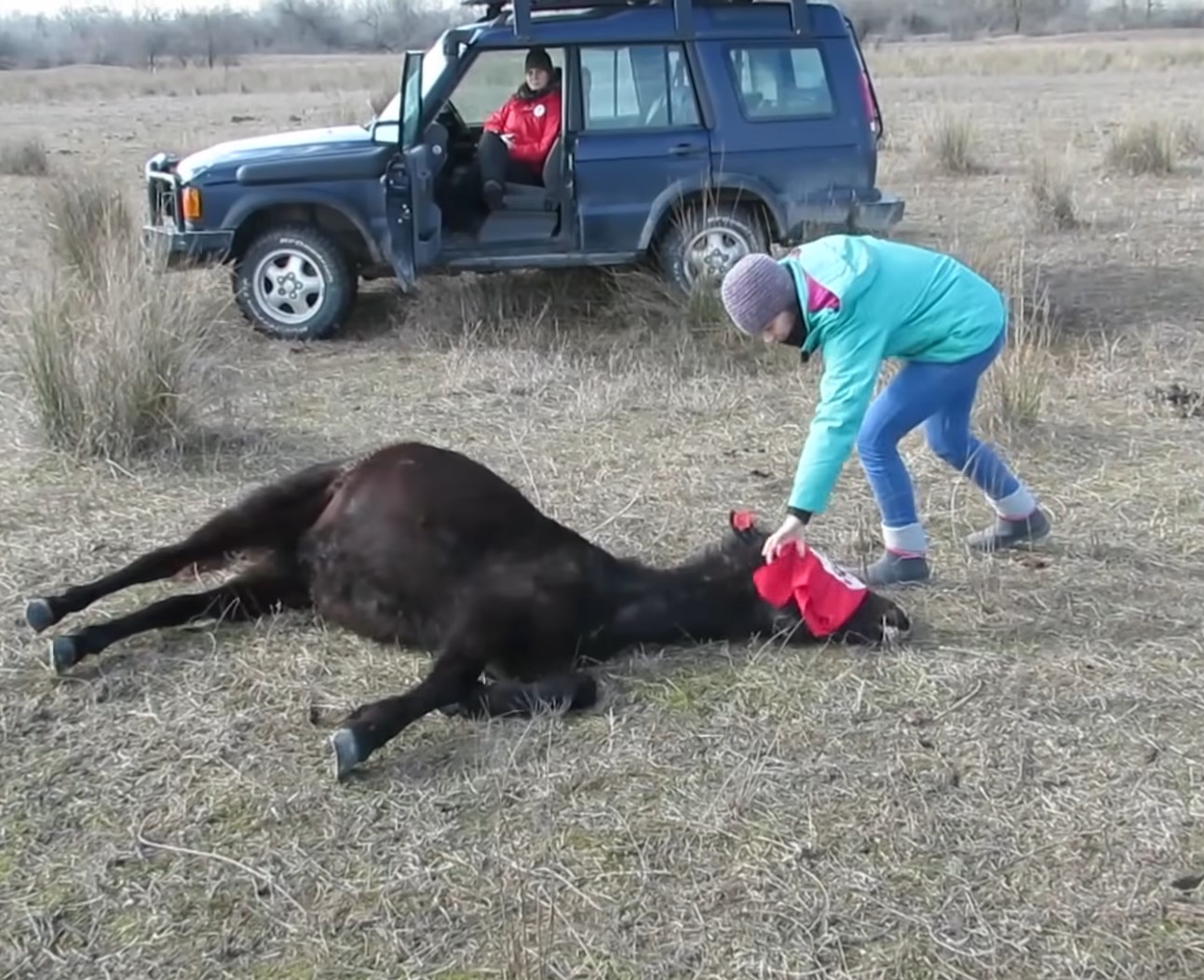 Vet frees chained horse not knowing he’s about to get the ‘thank you’ of a life time