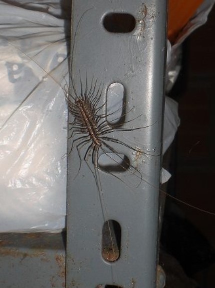 Reason you should never kill a house centipede if you find one inside your house