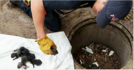 Fireman saves 8 Labrador puppies from storm drain: Suddenly realises they’re actually not dogs