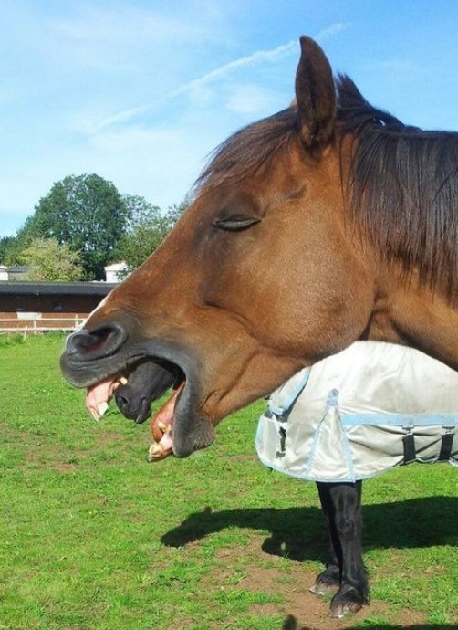 When he checked the photo then he realized what was coming out of the horses mouth
