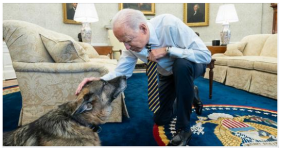 The Bidens have announced the death of Champ, their ‘adoring’ German Shepherd.