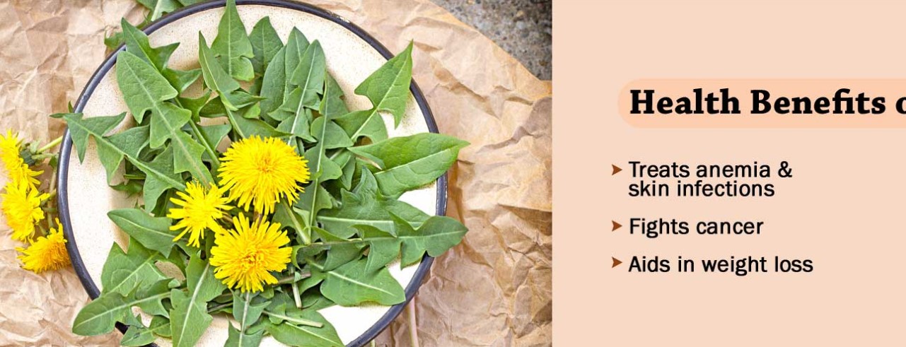 Need To Know Health Benefits of Dandelion Plant