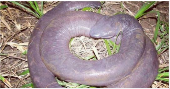 ‘Man-aconda’ stuns the world: Unveiling the astonishing tale of the eye-striking phenomenon