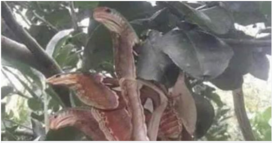 Angry-looking ‘snakes’ spotted lurking in tree, but everything is not as it seems
