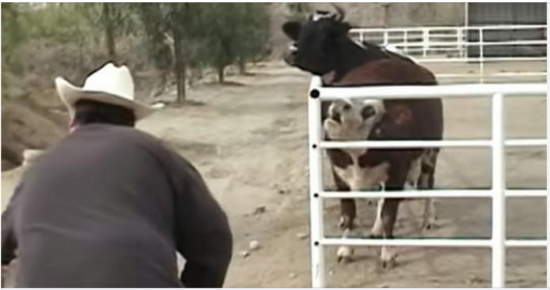 Cow cries constantly for missing baby, then looks through the fence and loses control