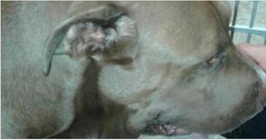 Pitbull without a leash rushes towards screaming child, then owner discovers horrible reason why