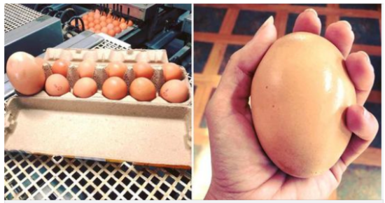 Farmer finds giant egg but what was inside was even more puzzling