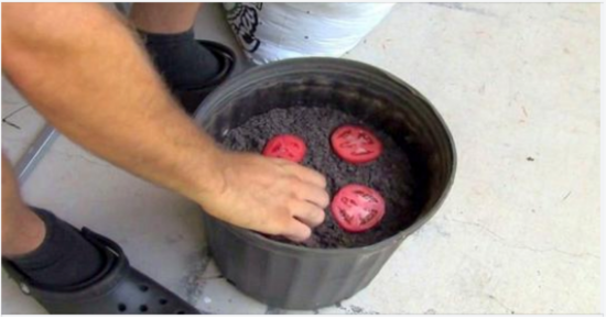 Stop buying tomatoes! Here are 4 simple steps to grow n limitless supply at home