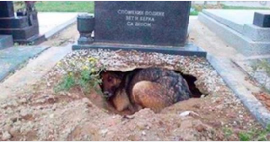Dog refuses to leave grave – then a woman sneaks closer to discover the truth
