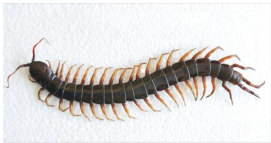 Why you should not kill a house centipede if you find one inside your house