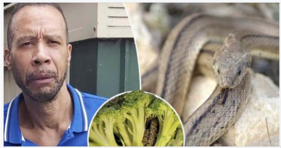 Man is Horrified to Find a Ladder Snake Inside a Bag of Broccoli He Purchased from an Aldi