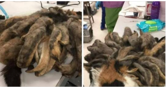 When Animal Rescuers Saw This ‘Octopus’ Lookalike Animal, They Couldn’t Believe Their Eyes