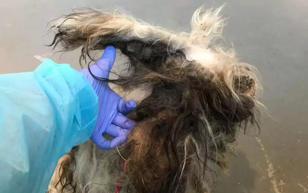 Dog’s so matted that no one knew what sort of dog he was – just look at him today after transformation