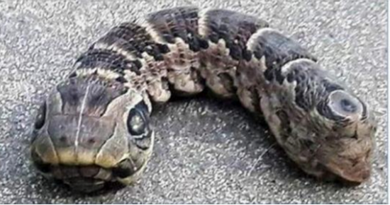 She started screaming as soon as she discovered the bizarre creature! –