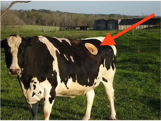 US Farmers Are Making These Giant Holes in Their Cows. The Reason? Weird Yet Helpful
