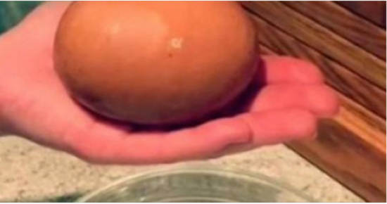 He went to the hens’ nest to get an egg, but had a huge surprise
