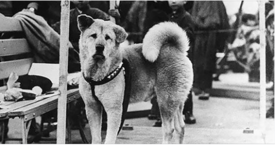Rare Photos Of Hachiko Patiently Waiting For His Owner Have Surfaced And It’s Heartbreaking To See 