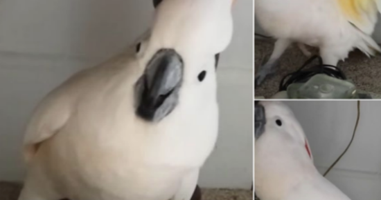 Cockatoo Throws Tantrum After Owner Says He’s Going To The Vet 