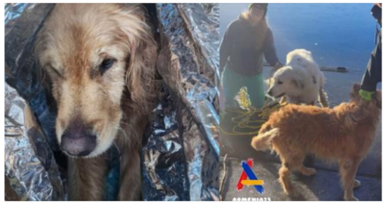 Fearless dog stays by friends’ side after falling through ice and calls for rescue to save the day…
