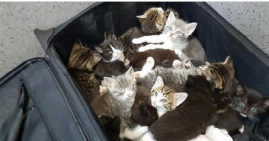 This woman came across an old, filthy luggage in a bush 