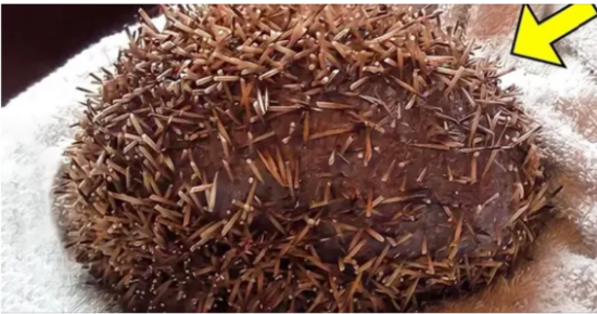 Man Screamed When He Found This Ball In The Kitchen, Looking Close He Saw Something Weird