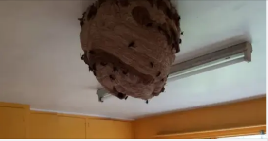Large Asian Hornet nests found in abandoned house promoting fresh warnings