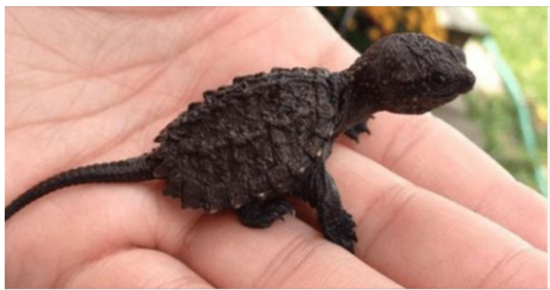 A Young Girl’s Mission to Save an Endangered Species